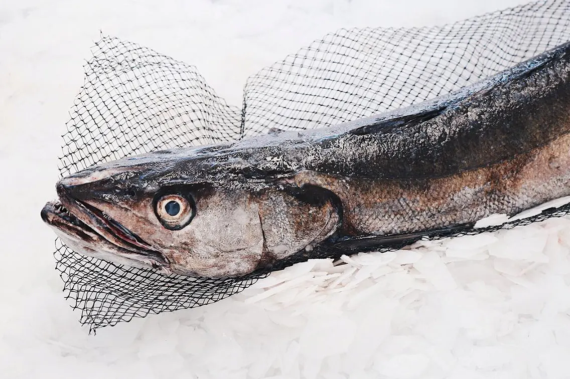 Pescado fresco